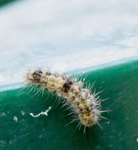Réf. 350 498 : Meganola albula